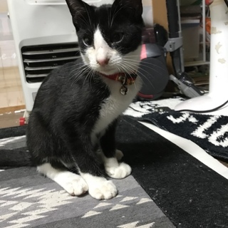 至急‼︎ハチワレ兄弟を保護しました。