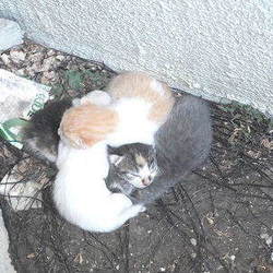 10月中旬予後予定の子猫達