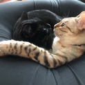 黒猫とスノーベンガル仲良しペア再募集