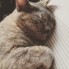 ててこ