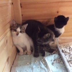 横浜市泉区で猫の譲渡会　10月28日（日）