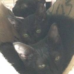 鳴かない猫たち