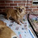 繁殖リタイヤ犬チワワの里親募集
