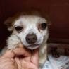 繁殖リタイヤ犬チワワの里親募集 サムネイル2