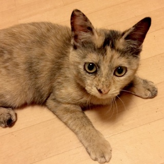 ※10/7写真更新※ 4カ月 元気満点女の子