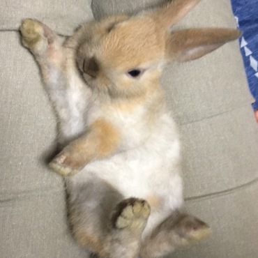 くつろいでルゥ