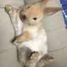くつろいでルゥ