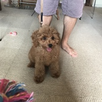 モコ
