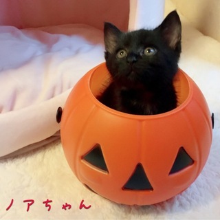 5週間弱 クロネコ2匹兄妹