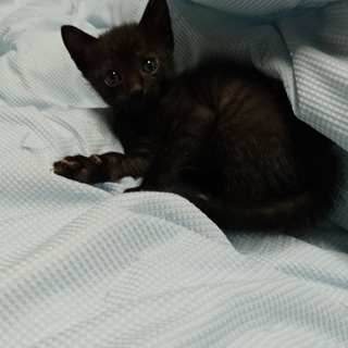 【急募】生後2ヵ月前　黒ネコ「推定オス」