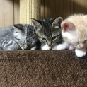 茶虎の子猫ちゃん