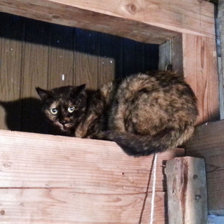 大人しい性格〜サビ猫ちゃん