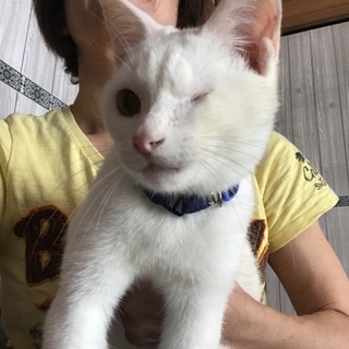 白猫ピーターくん 人馴れ抜群