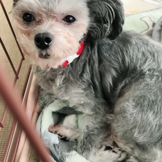 聞き分け良いトイプー×チワワ！