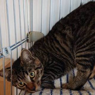 捨て猫保護してます。ロンくん