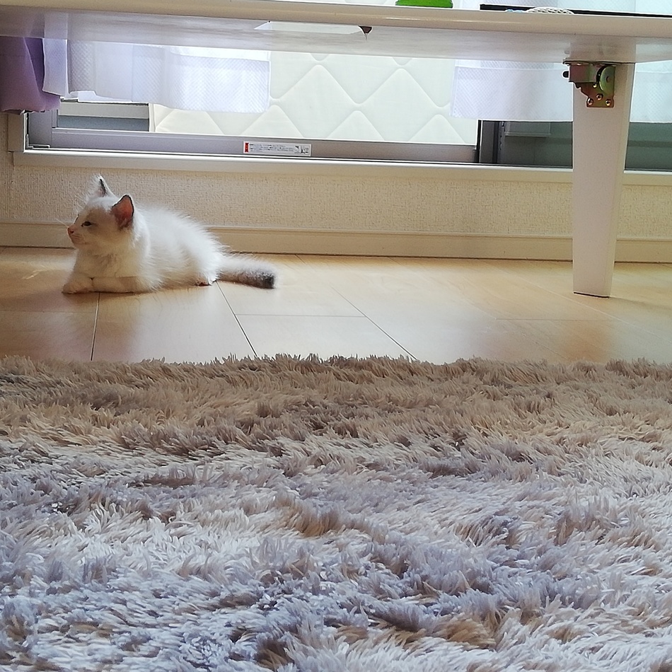 サイモンのカバー写真