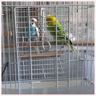 里親様決定いたしました。