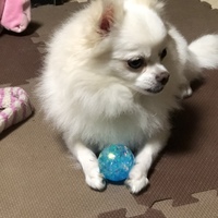 とろろ
