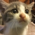 新しい家族として迎えて下さい。