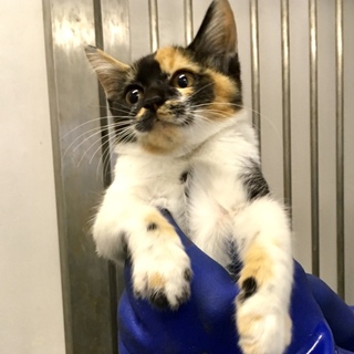 ３ヶ月程度３兄妹が収容