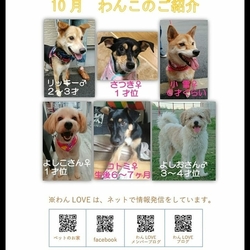 譲渡会＆チャリティバザー サムネイル2