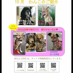 譲渡会＆チャリティバザー サムネイル3