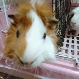 元気なモルモット