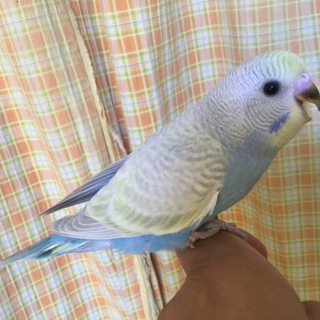 里親さんが決まりました。