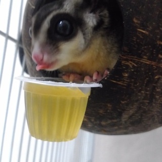 臆病者のフクロモモンガ