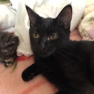  4ヶ月の黒の子猫ちゃん