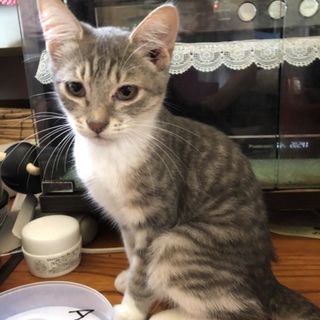 約4ヶ月ぐらいの子猫ちゃん