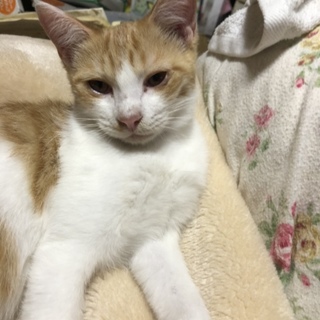 約4ヶ月ぐらいの子猫ちゃん