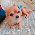 チワワ