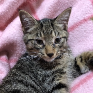 4ヶ月のキジトラの子猫ちゃん