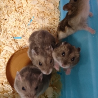 ジャンガリアンハムスターの里親さんを探しています。