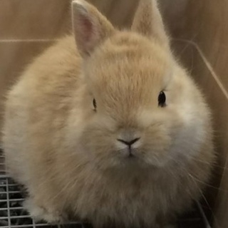 ネザー子うさぎ 里親様決定しました！