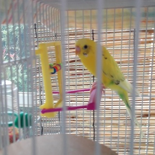 セキセイインコ(再募集)