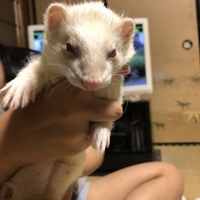 ゆず