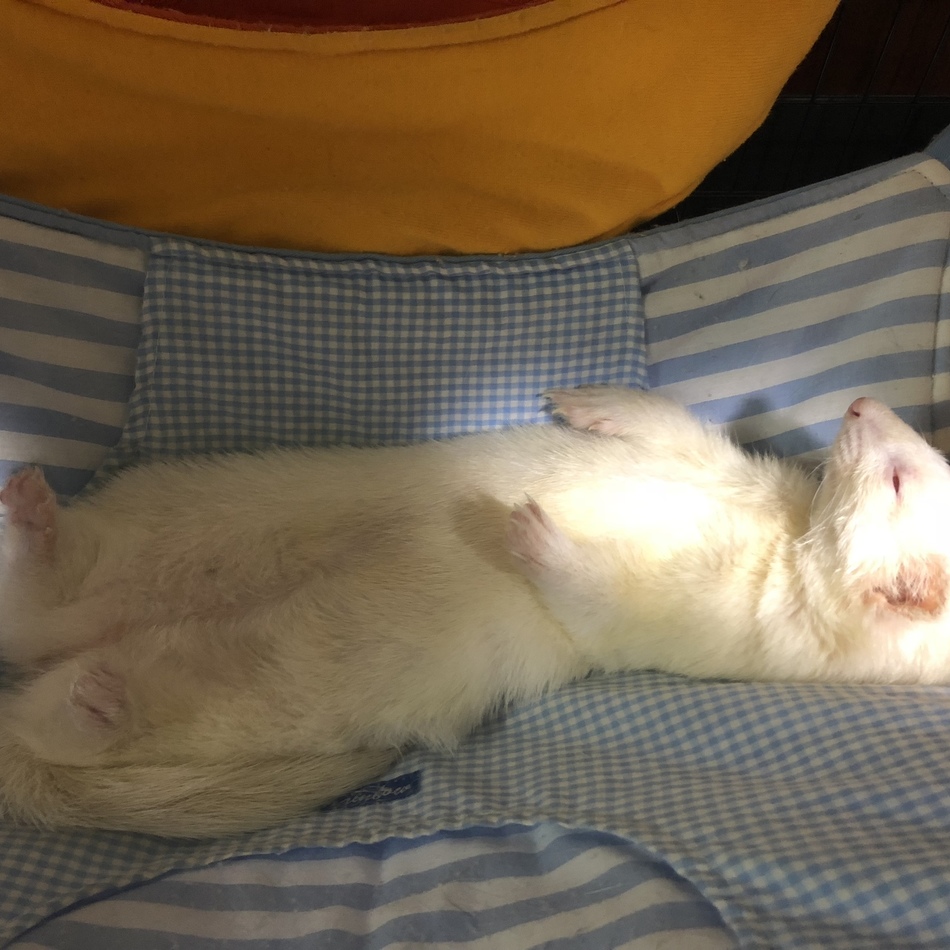 ゆずのカバー写真