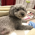 トイプードル 愛嬌のある可愛いシルバー♀
