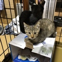 子猫の里親募集です。
