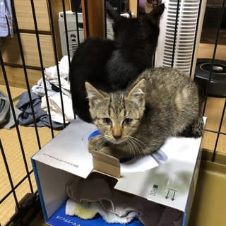 子猫の里親募集です。