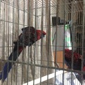 アキクサインコ 里親募集します。