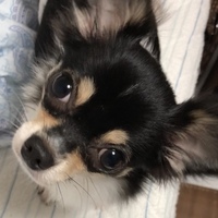 はな