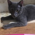 【静岡市】グレー仔猫の里親さん募集