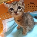 可愛い子猫の里親を募集しています