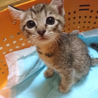 可愛い子猫の里親を募集しています