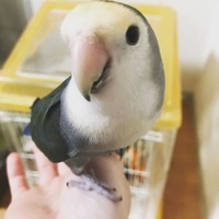 コウメ