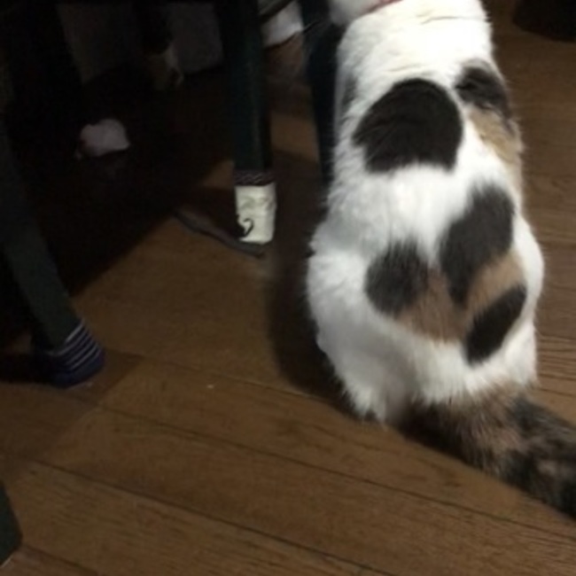 磐座茶藏のカバー写真