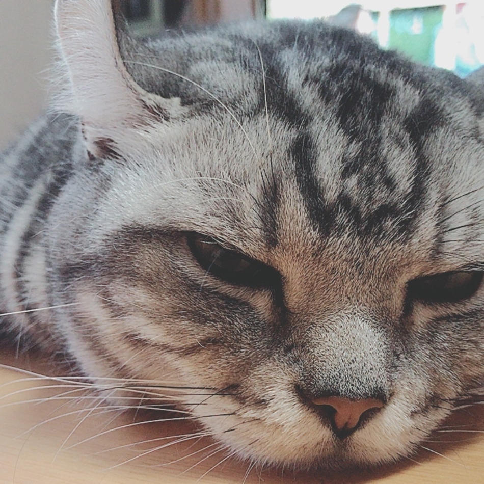 ショコラ アメリカンショートヘア アメリカンカールのミックス ペットのおうち 月間利用者150万人